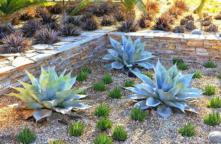 Agave ovatifolia (Whale's Tongue Agave)